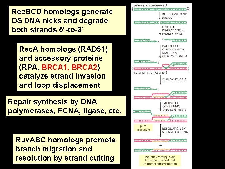 Rec. BCD homologs generate DS DNA nicks and degrade both strands 5’-to-3’ Rec. A