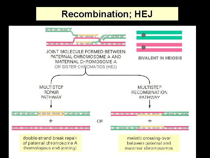 Recombination; HEJ BIVALENT IN MEIOSIS OR SISTER CHROMATIDS (HEJ) 