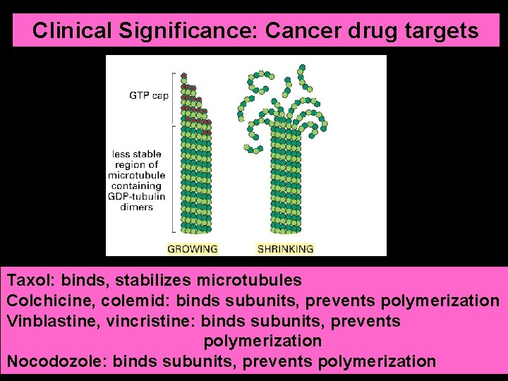 Clinical Significance: Cancer drug targets Taxol: binds, stabilizes microtubules Colchicine, colemid: binds subunits, prevents