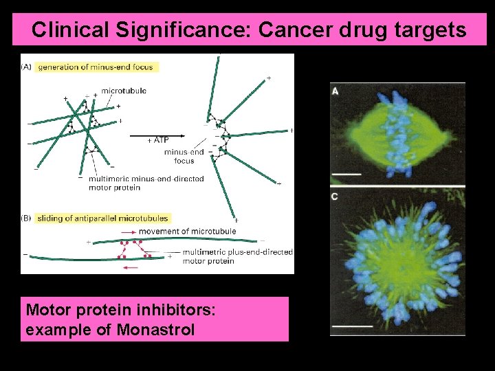 Clinical Significance: Cancer drug targets Motor protein inhibitors: example of Monastrol 