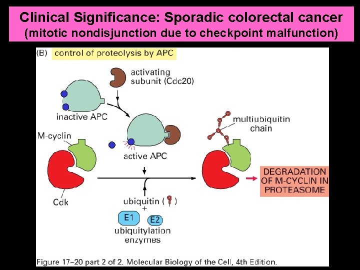 Clinical Significance: Sporadic colorectal cancer (mitotic nondisjunction due to checkpoint malfunction) 