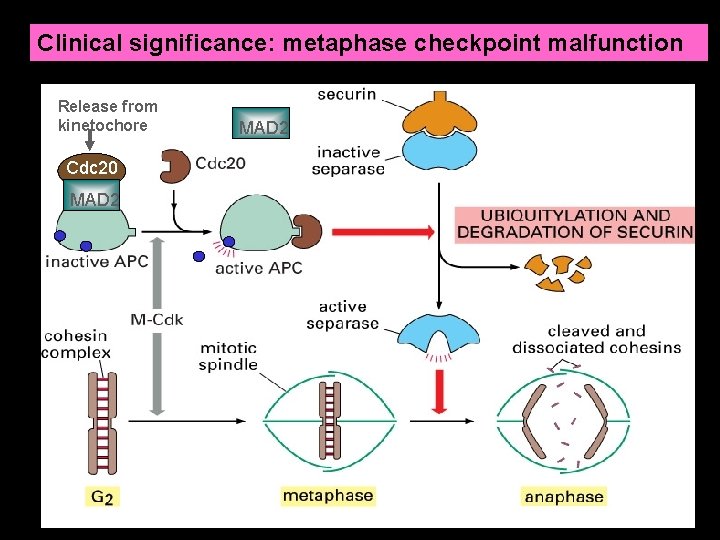 Clinical significance: metaphase checkpoint malfunction Release from kinetochore Cdc 20 MAD 2 