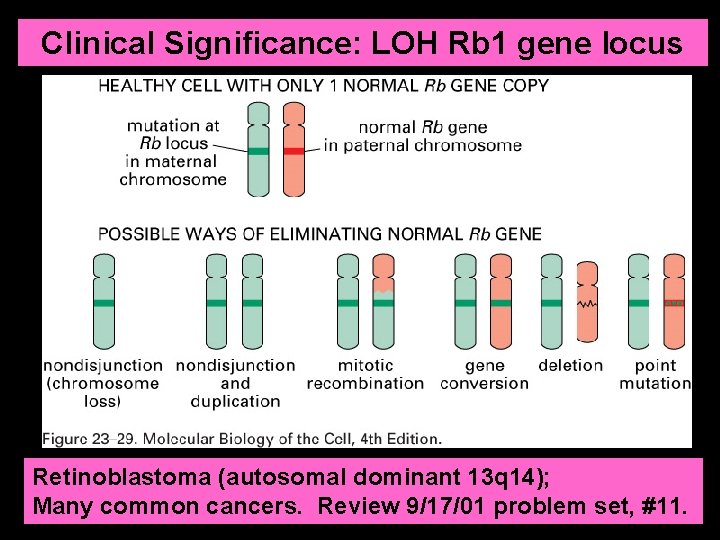 Clinical Significance: LOH Rb 1 gene locus Retinoblastoma (autosomal dominant 13 q 14); Many