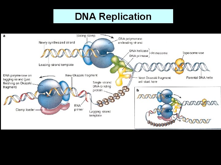 DNA Replication 