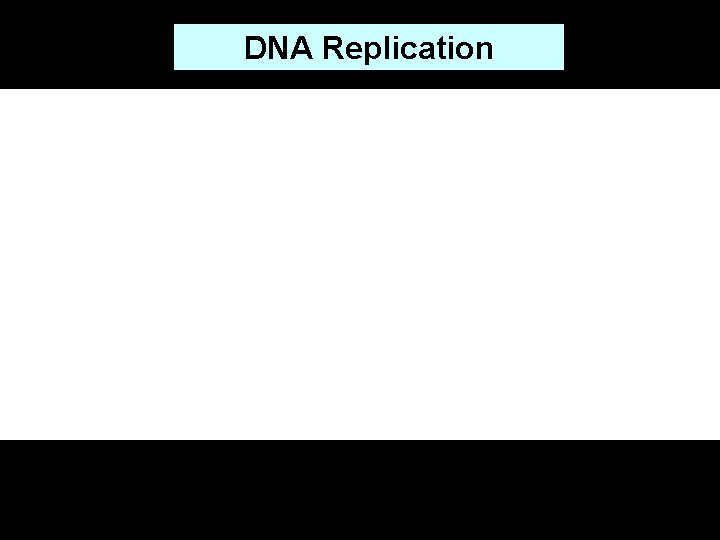 DNA Replication 