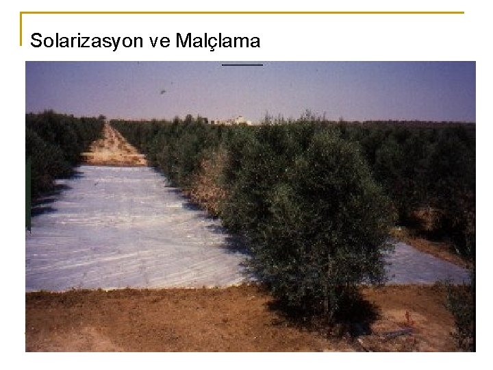 Solarizasyon ve Malçlama 