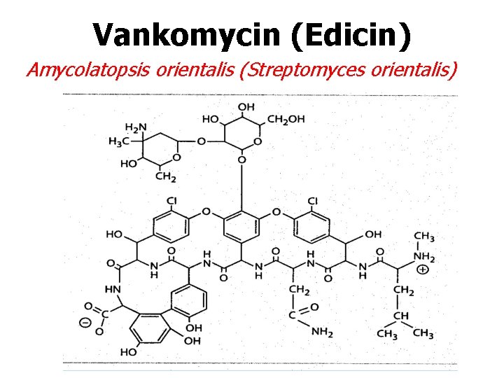 Vankomycin (Edicin) Amycolatopsis orientalis (Streptomyces orientalis) 