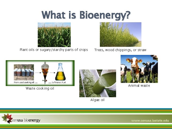 What is Bioenergy? Plant oils or sugary/starchy parts of crops Trees, wood chippings, or