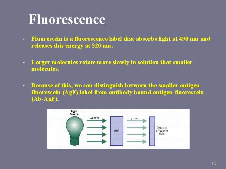 Fluorescence • Fluorescein is a fluorescence label that absorbs light at 490 nm and