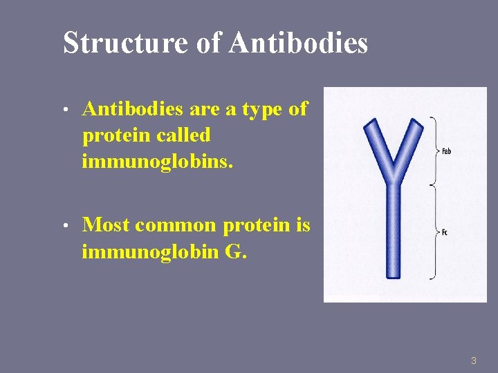 Structure of Antibodies • Antibodies are a type of protein called immunoglobins. • Most