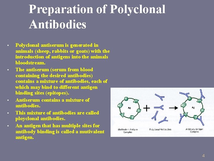 Preparation of Polyclonal Antibodies • • • Polyclonal antiserum is generated in animals (sheep,