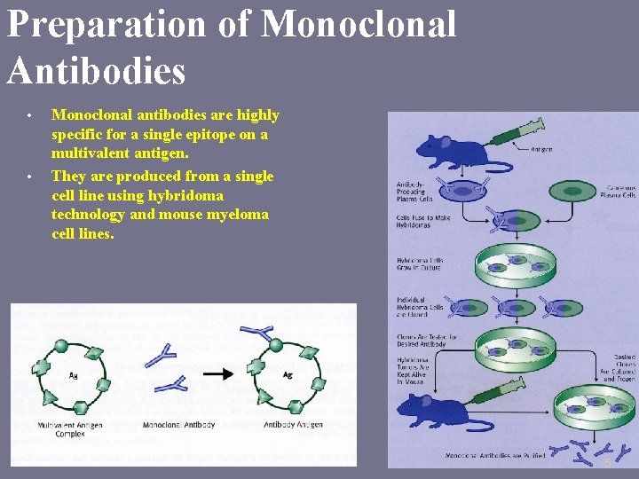 Preparation of Monoclonal Antibodies • • Monoclonal antibodies are highly specific for a single