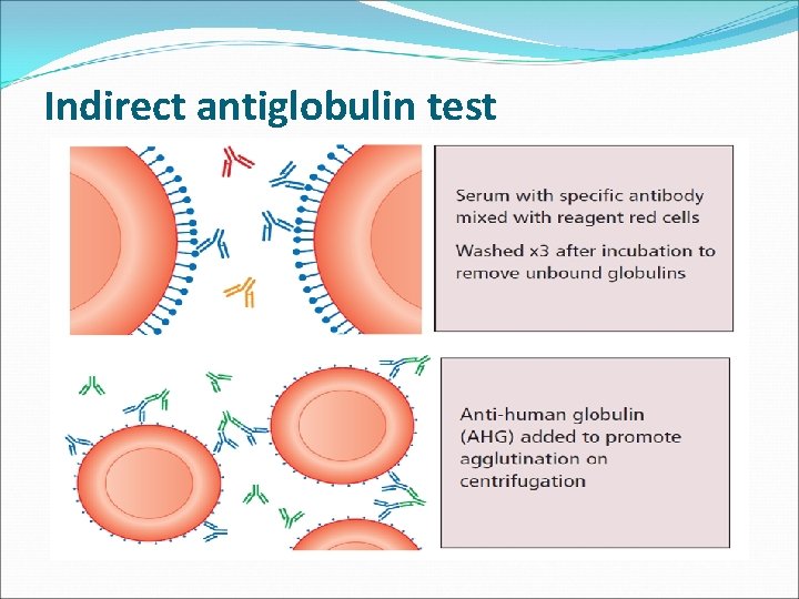 Indirect antiglobulin test 