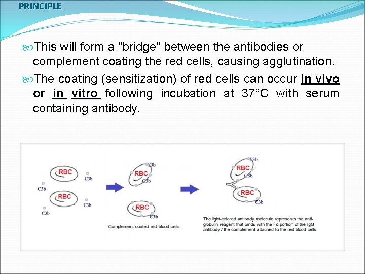 PRINCIPLE This will form a "bridge" between the antibodies or complement coating the red