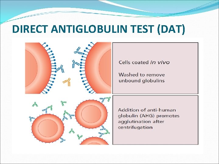 DIRECT ANTIGLOBULIN TEST (DAT) 