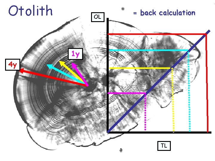 Otolith OL = back calculation 1 y 4 y TL 