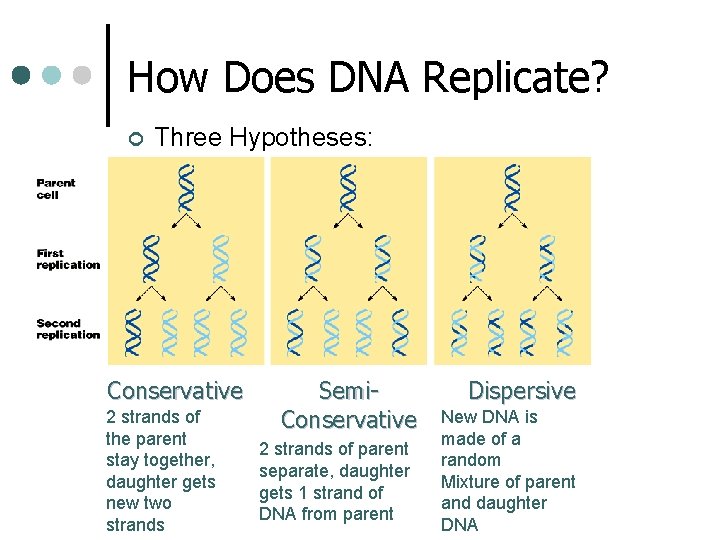 How Does DNA Replicate? ¢ Three Hypotheses: Conservative 2 strands of the parent stay