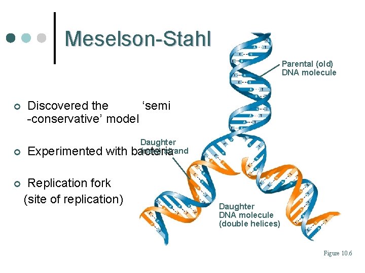 Meselson-Stahl Parental (old) DNA molecule ¢ ¢ ¢ Discovered the ‘semi -conservative’ model Experimented