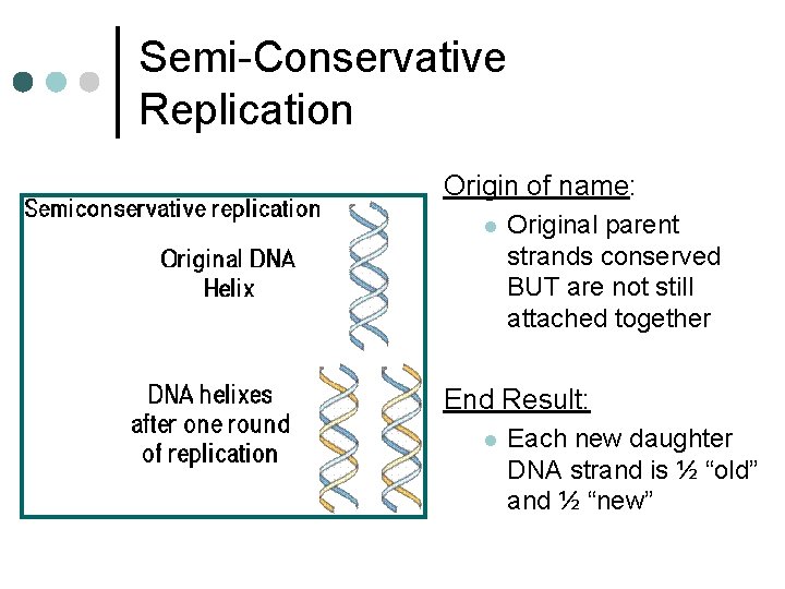 Semi-Conservative Replication Origin of name: l Original parent strands conserved BUT are not still
