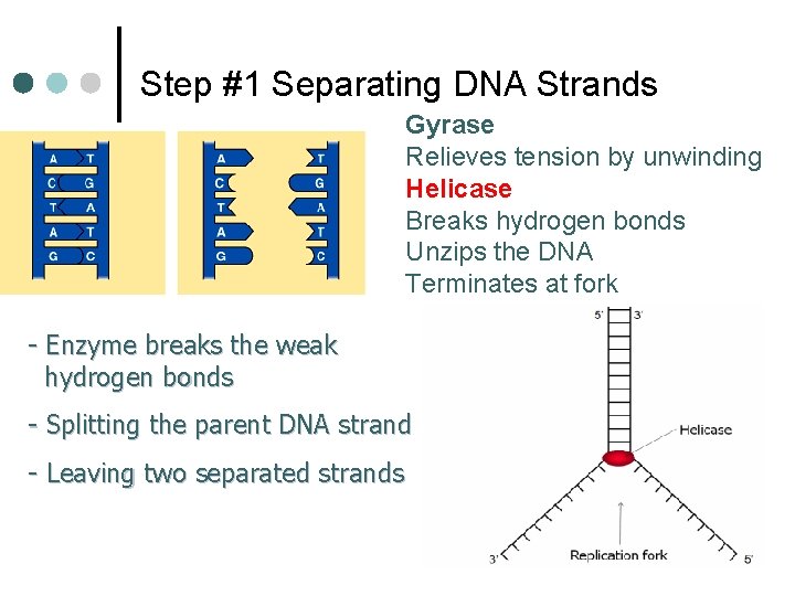 Step #1 Separating DNA Strands Gyrase Relieves tension by unwinding Helicase Breaks hydrogen bonds