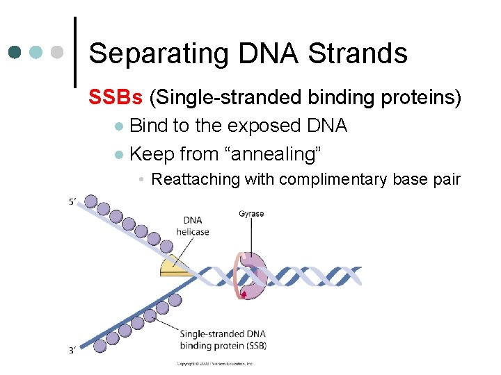 Separating DNA Strands SSBs (Single-stranded binding proteins) Bind to the exposed DNA l Keep