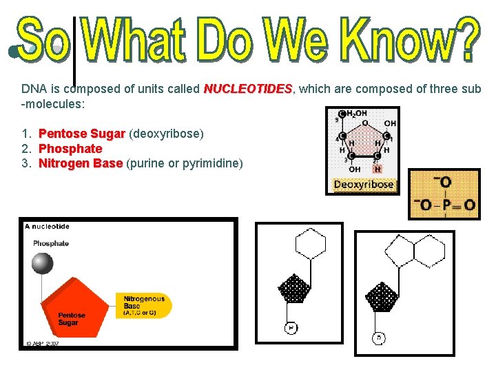 DNA is composed of units called NUCLEOTIDES, NUCLEOTIDES which are composed of three sub