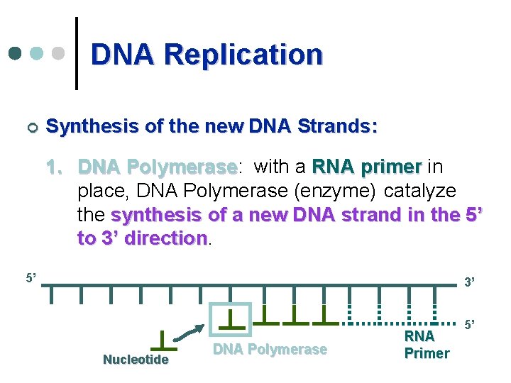 DNA Replication ¢ Synthesis of the new DNA Strands: 1. DNA Polymerase: Polymerase with