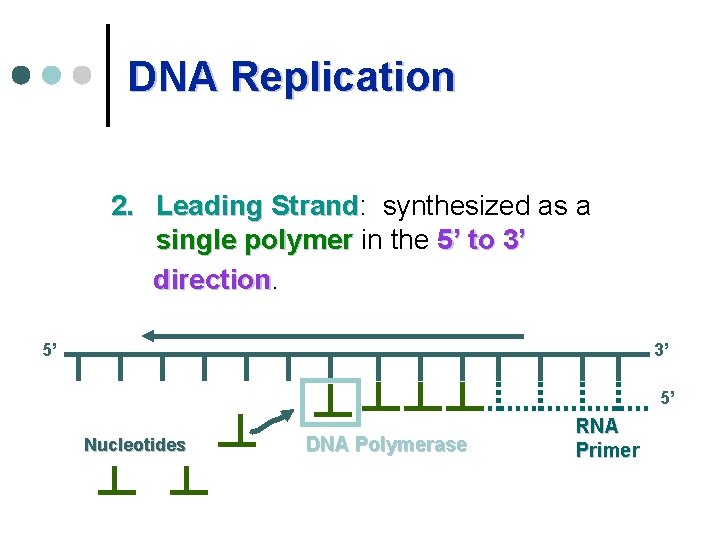 DNA Replication 2. Leading Strand: Strand synthesized as a single polymer in the 5’