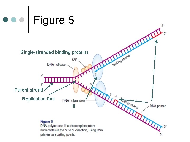 Figure 5 Single-stranded binding proteins Parent strand Replication fork III 