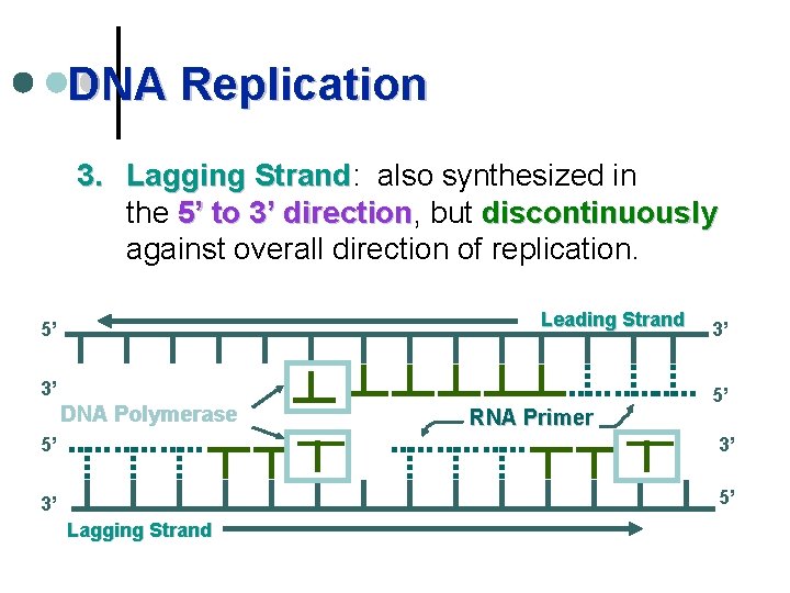 DNA Replication 3. Lagging Strand: Strand also synthesized in the 5’ to 3’ direction,