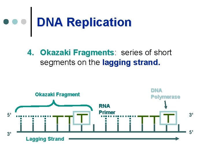 DNA Replication 4. Okazaki Fragments: Fragments series of short segments on the lagging strand.