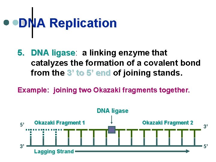 DNA Replication 5. DNA ligase: ligase a linking enzyme that catalyzes the formation of