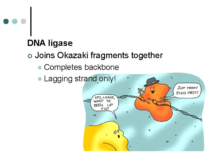 DNA ligase ¢ Joins Okazaki fragments together Completes backbone l Lagging strand only! l