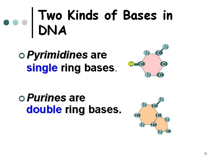 Two Kinds of Bases in DNA ¢ Pyrimidines are single ring bases. are double