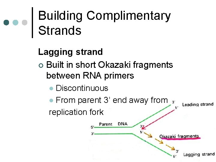 Building Complimentary Strands Lagging strand ¢ Built in short Okazaki fragments between RNA primers