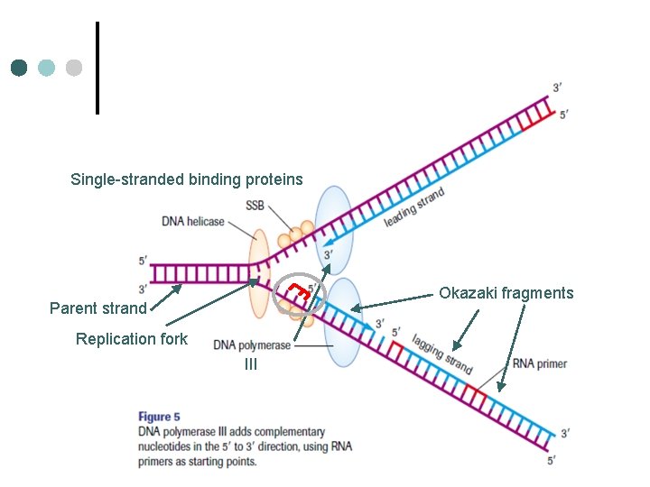 Single-stranded binding proteins Okazaki fragments Parent strand Replication fork III 