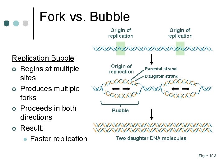 Fork vs. Bubble Origin of replication Replication Bubble: ¢ Begins at multiple sites ¢