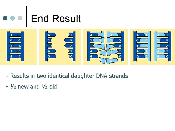 End Result - Results in two identical daughter DNA strands - ½ new and