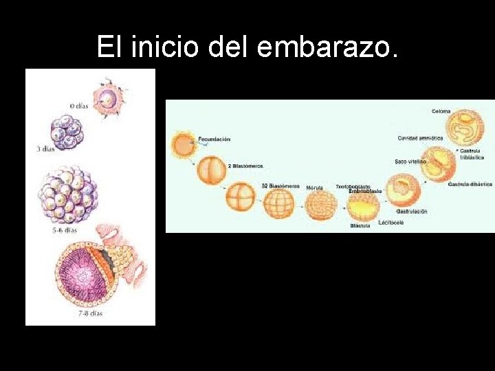 El inicio del embarazo. 