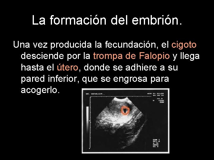 La formación del embrión. Una vez producida la fecundación, el cigoto desciende por la