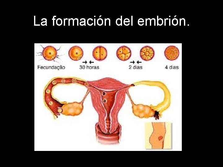La formación del embrión. 