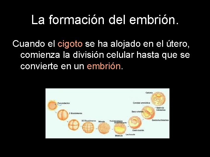 La formación del embrión. Cuando el cigoto se ha alojado en el útero, comienza