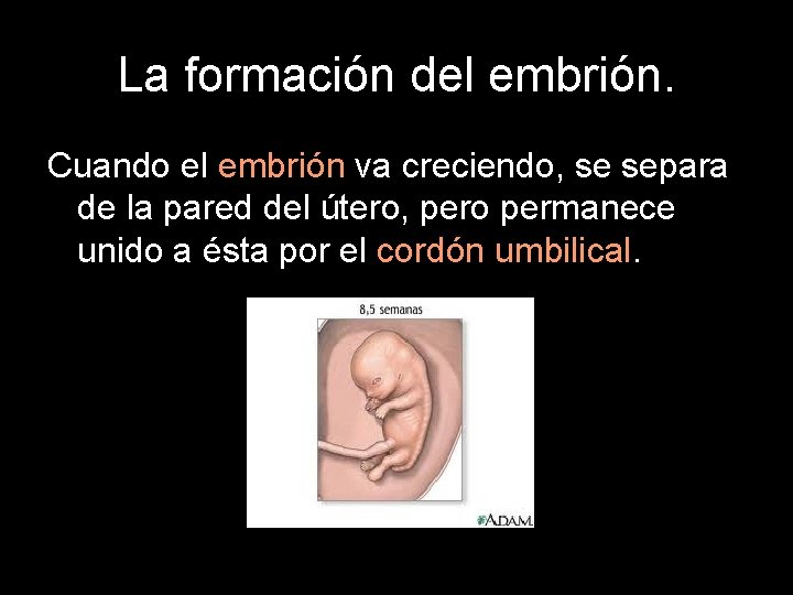 La formación del embrión. Cuando el embrión va creciendo, se separa de la pared
