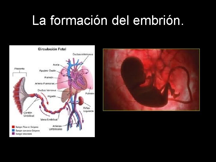 La formación del embrión. 