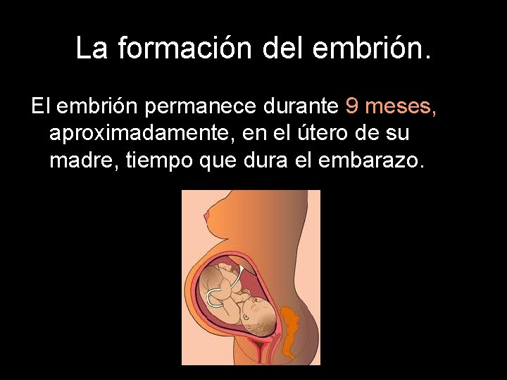 La formación del embrión. El embrión permanece durante 9 meses, aproximadamente, en el útero