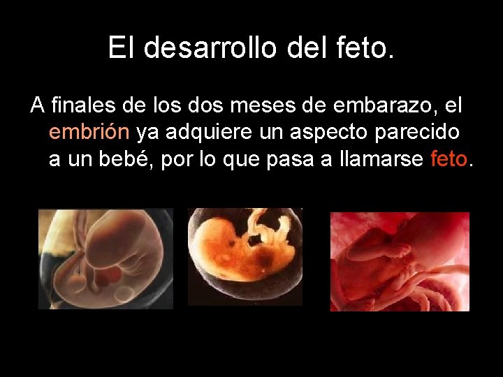 El desarrollo del feto. A finales de los dos meses de embarazo, el embrión