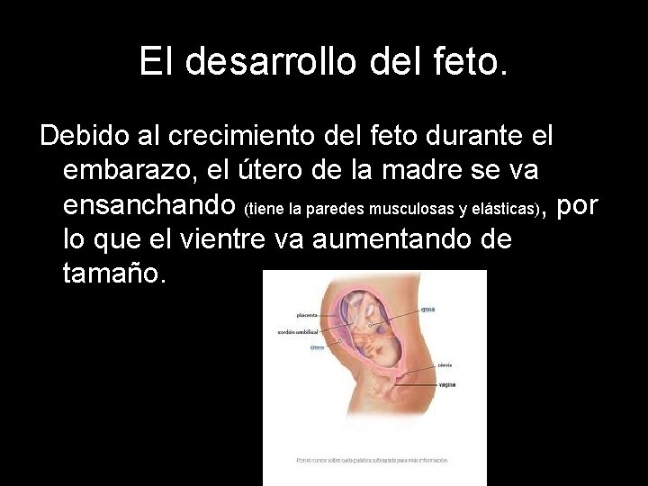 El desarrollo del feto. Debido al crecimiento del feto durante el embarazo, el útero