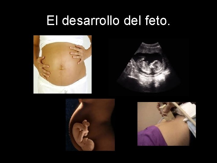 El desarrollo del feto. 