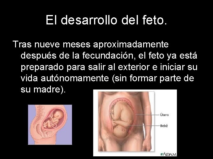 El desarrollo del feto. Tras nueve meses aproximadamente después de la fecundación, el feto