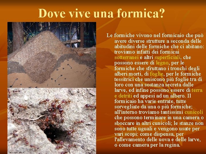 Dove vive una formica? Le formiche vivono nel formicaio che può avere diverse strutture